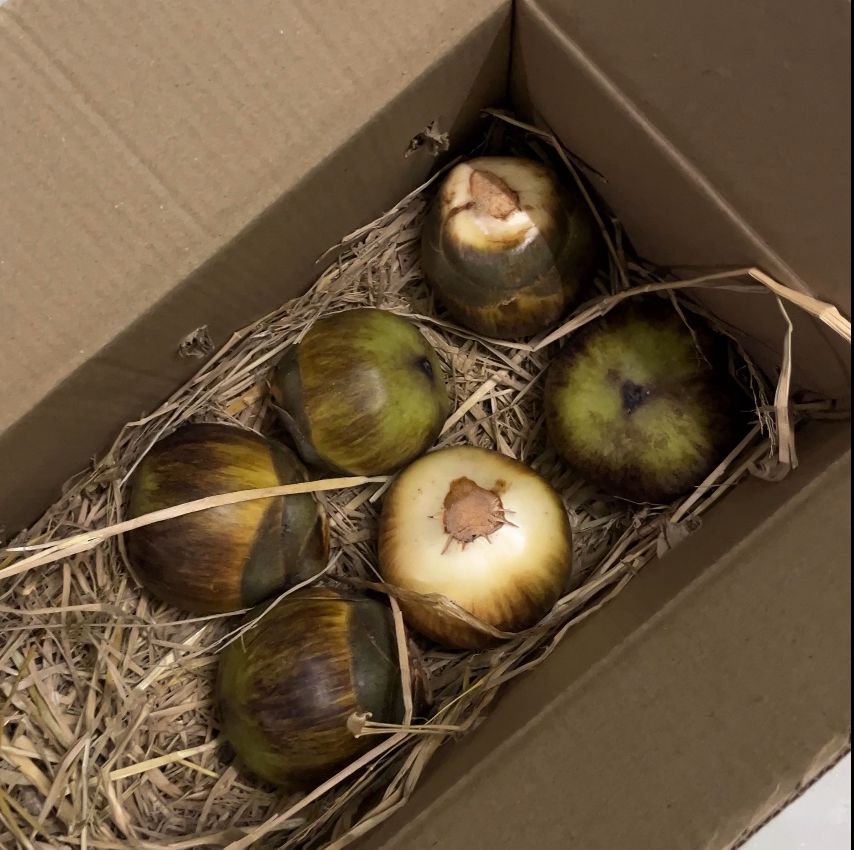 Ice Apple (Palm Fruit)