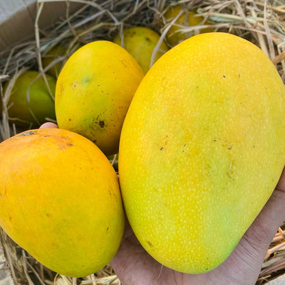 Farm Fresh Mangoes (100% Chemical Free)