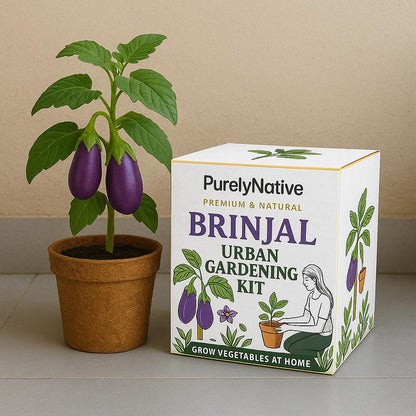 Brinjal Gardening Kit